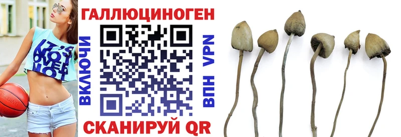 Псилоцибиновые грибы Psilocybe  Ачинск 